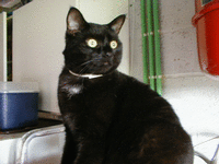 chat