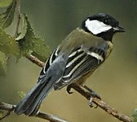 piouîou